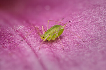 pulgon verde plaga macro