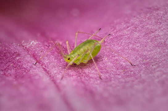pulgon verde plaga macro