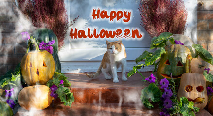 fresh halloween pumpkin squash, Halloween Jack o Lantern Trick or Treat Halloween home decoration	
