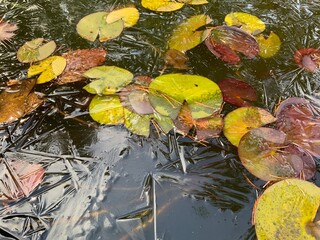 The lilies froze in the pond. The lake was covered with a crust of ice