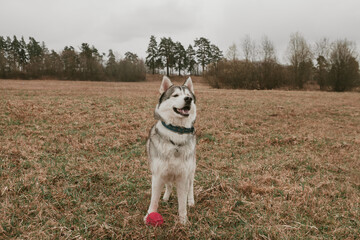 Siberian husky irat with a ball in the field