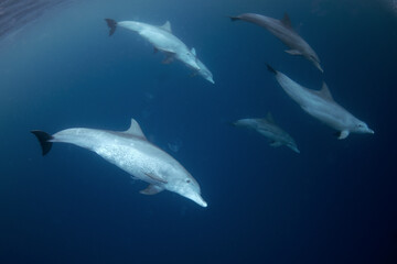 Bottlenose dolphin swimming near the surface in group. Dolphins in Indian ocean. Marine life. 