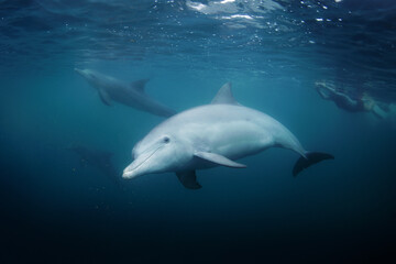 Fototapeta premium Bottlenose dolphin swimming near the surface in group. Dolphins in Indian ocean. Marine life. 