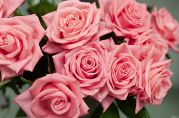 Close-up of a large bouquet of pink roses. Fresh roses close-up. Flower gift.