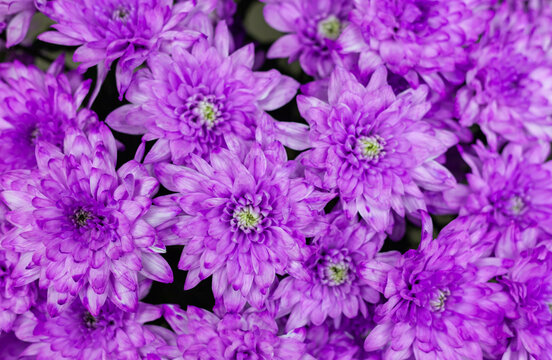 Beautiful bright purple chrysanthemum overlooking white petals and yellow middle