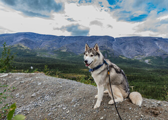 Gray Siberian husky sits on the edge of the rock and looks down. A dog on a natural background.