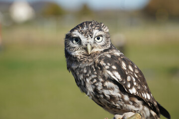 The little owl (Athene noctua), also known as the owl of Athena or owl of Minerva, is a bird that inhabits much of the temperate and warmer parts of Europe. Approximately 2 year old male bird.