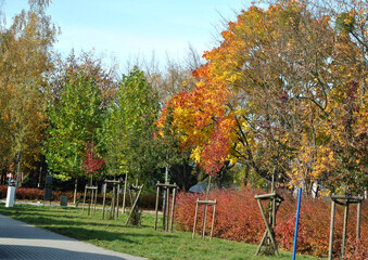 Zdjęcie przyrody przedstawiające parkową aleję w jesiennych barwach, 