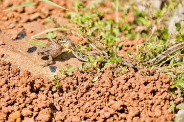 Buff Striped Keelback Snake with Kill which is Frog
