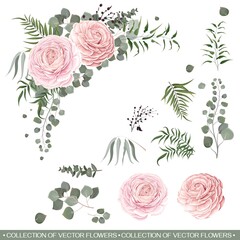 Floral vector collection. Pink roses, ranunculus, eucalyptus, green plants and leaves. Flower compositions on white background. All elements are isolated on a white background.