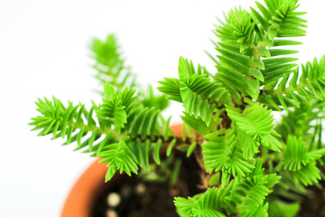 Crassula Muscosa plant in the garden