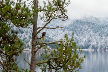 Bald Eagle in a Pine Tree along Lake Coeur d'Alene Idaho in Winter