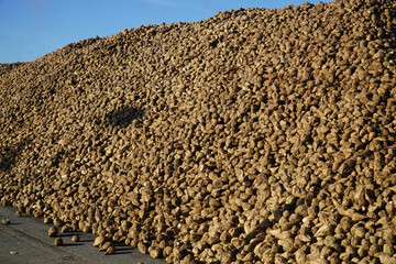 Harvested sugar beets (Beta vulgaris) on farmland field on a large pile for further processing in a...