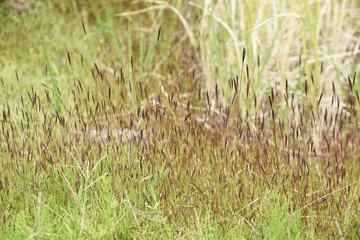 Jointhead hispidus ears. Poaceae annual grass. It grows in swamps and its stems and leaves are used as a yellow dye. 