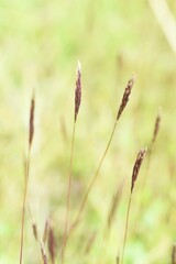 Jointhead hispidus ears. Poaceae annual grass. It grows in swamps and its stems and leaves are used as a yellow dye. 