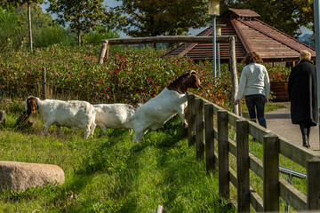 Farmland with Boer goats begging passers-by for food