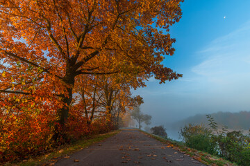 Obraz premium Cycle route with color autumn trees in fresh foggy sunrise morning