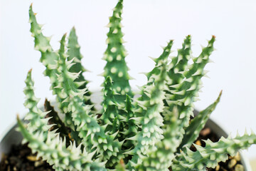 Aloe humilis plant on white background