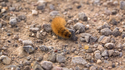 close up of a Ruby Tiger moth caterpillar (Phragmatobia fuliginosa) inching across gravel