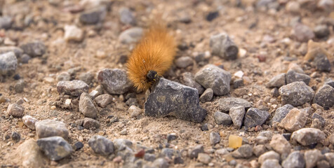 close up of a Ruby Tiger moth caterpillar (Phragmatobia fuliginosa) inching across gravel