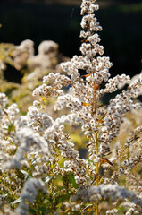 Selective focus inflorescences of dry grass on green and yellow background with copy space. Natural background of wild dried flowers. Autumn season concept.
