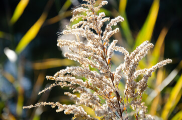 Selective focus inflorescences of dry grass on green and yellow background with copy space. Natural background of wild dried flowers on shore of pond. Autumn season concept.