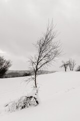 Lonely tree in a winter landscape.