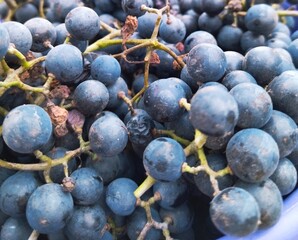 Fototapeta premium grapes close up