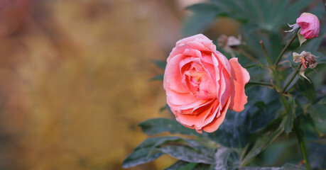 The fading rose. Pink rose