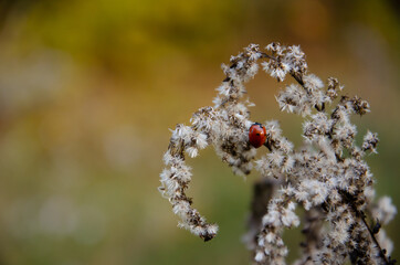 Selective focus on ladybug crawling on inflorescences of dry grass on green and yellow background with copy space. Natural background of ladybird and wild dried flowers. Autumn season concept.