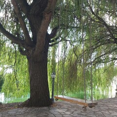 Obraz premium tree in the park