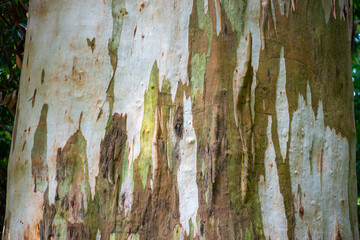 texture of the bark of a tree in a botanical garden in Batumi