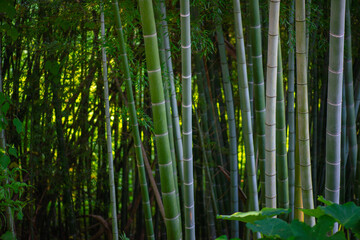 bamboo forest grows in the botanical garden in Batumi