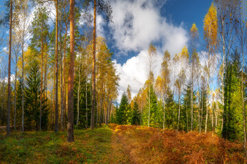 Morning in sunny autumn forest