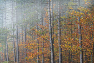 Foggy autumn landscape of pine woodland, Hiawatha National Forest, Michigan's Upper Peninsula, USA