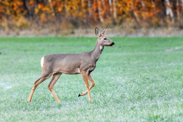 young roe deer in the early morning on green meadow on the background of an autumn forest