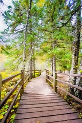 Trail at Gooseberry Falls Watercolor Painting