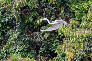 White heron flying majestic in the air with forest background.