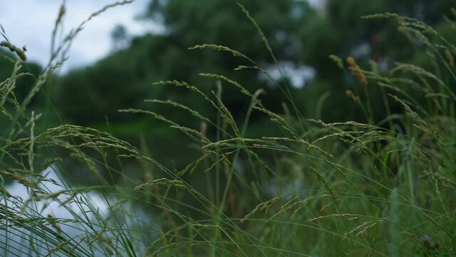 Green tender spicules sway in light wind against dark river and high trees under clear sky on sunny summer day slow motion