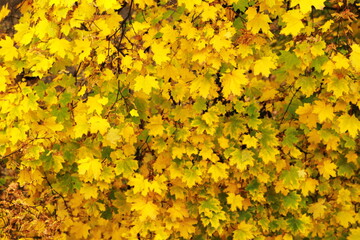 autumn in yellow, golden maple leaves. Autumn leaves background