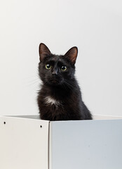 A curious black cat sits in a cardboard box. White isolated background, copyspace