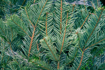 Naklejka na ściany i meble Background of green needles of a Christmas tree in a store grid, texture close up