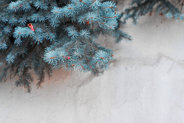 Branches of a blue Christmas tree and a concrete wall, copy space for text