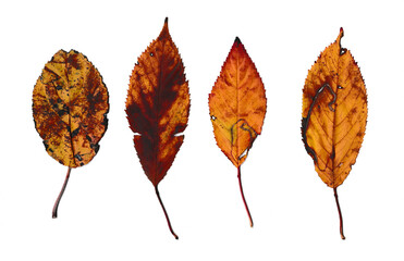 Vier kaputte Blätter auf einem weißen Hintergrund