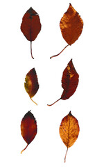 Sechs kleine Blätter auf einem weißen Hintergrund