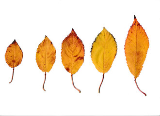 Sechs gelbe Blätter in einer Reihe auf einem weißen Hintergrund