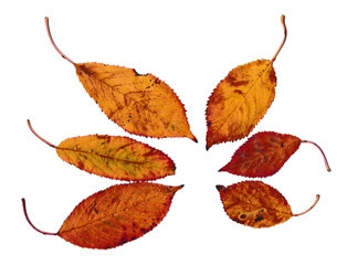 Verschiedene Herbstblätter in einem Halbkreis auf einem weißen Hintergrund