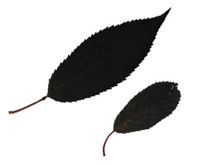 Zwei schräg liegende Blätter auf einem weißen Hintergrund