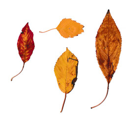 Vier Herbstblätter auf einem weißen Hintergrund
