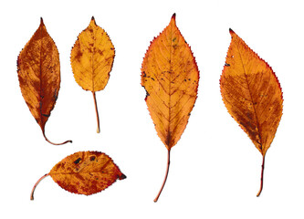Fünf gelbe Herbstblätter auf einem weißen Hintergrund